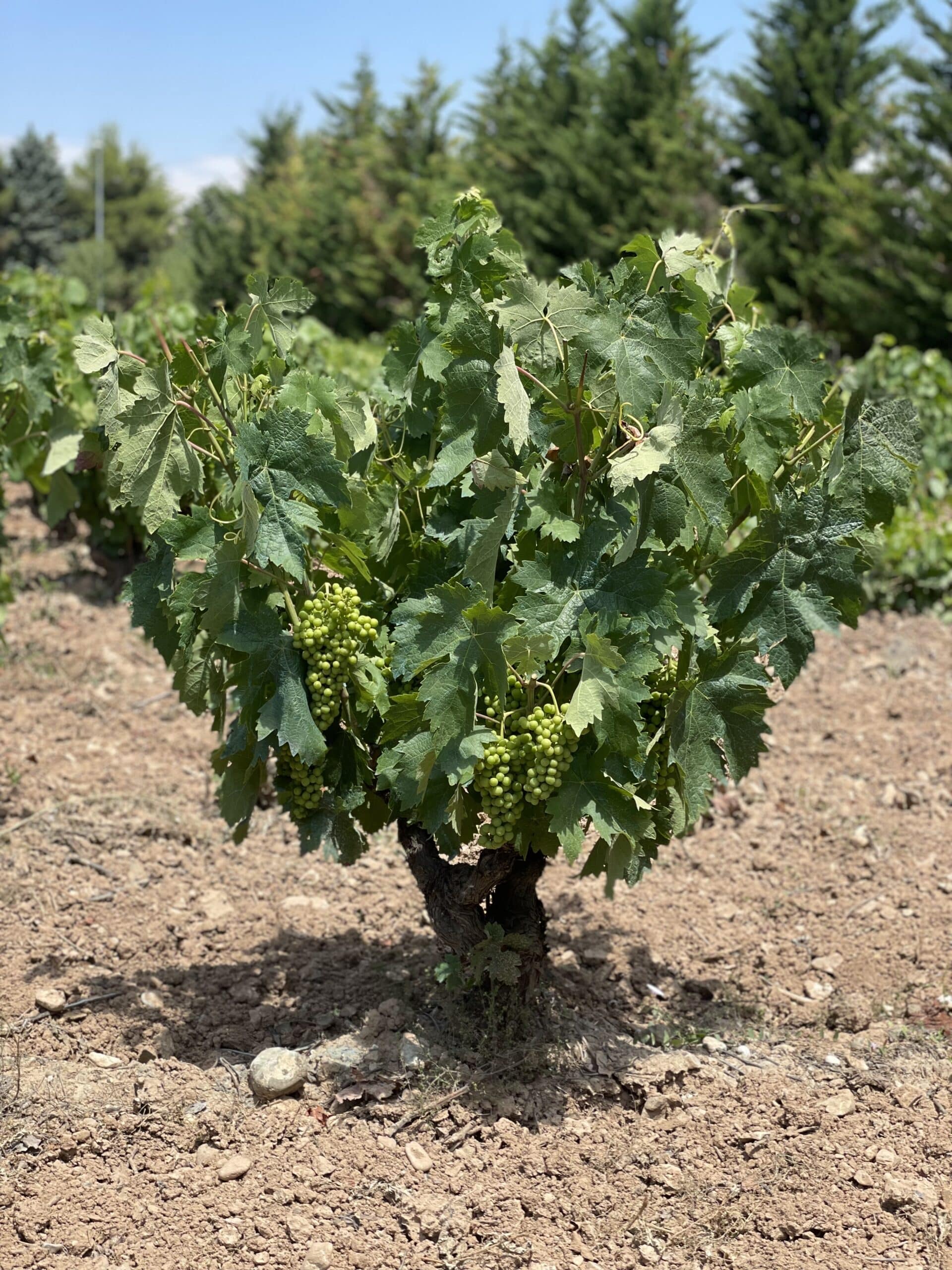 9 road trip Northern Spain, Rioja